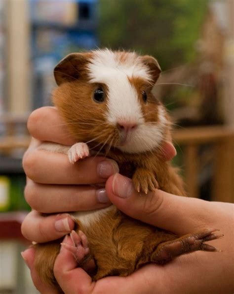 Handful Of Baby Guinea Pig By Arianamurphy Pet Guinea Pigs Guinea