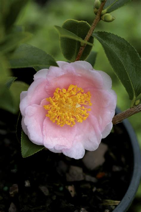 Top 81 Princess Of Camellias Vn