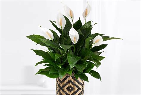 7 main mild intoxication symptoms. Peace Lily Care Guide: Growing Information and Tips ...