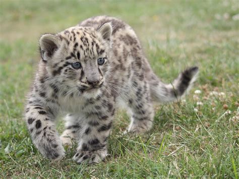 Baby Snow Leopard 28 Read About The Cat Survival Trust