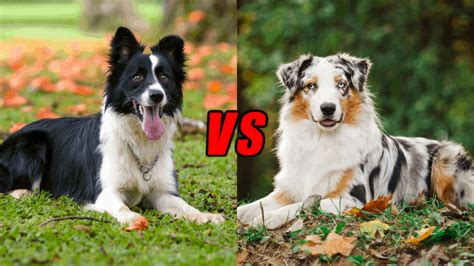 Are Border Collies Smarter Than Humans