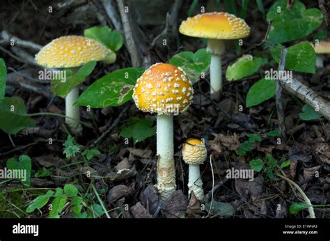 Fly Agaric Mushroom On Forest Floor Amanita Muscaria Poisonous