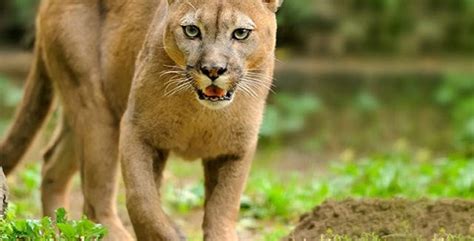 Declaran Oficialmente Extinto Al Puma Del Este En Eu