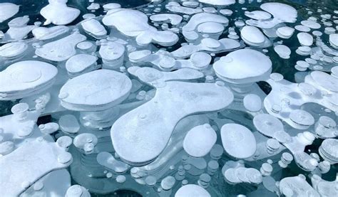 Abraham Lake Ice Bubbles Stunning Bubbles Frozen Under Lake Abraham