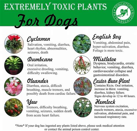 Maybe you would like to learn more about one of these? Plants toxic to dogs - Regan's Dog Training