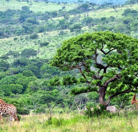 The 15 Best Things To Do In Kruger National Park 2022 With Photos