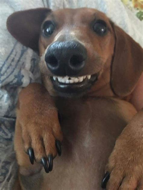 Pin By Loren On Dachshund Wiener Dog Humor Funny Dachshund Weiner Dog