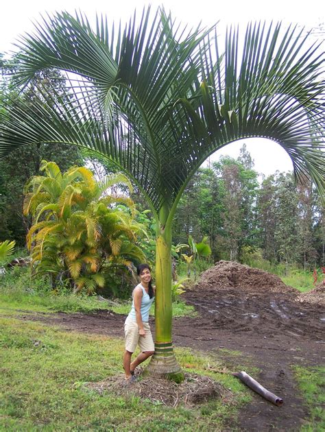 Fattys Discussing Palm Trees Worldwide Palmtalk