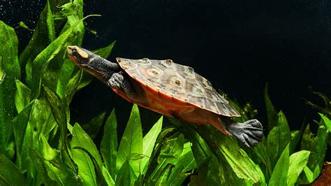 Aquatic Pet Turtle Care And Essentials Bechewy