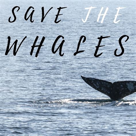 Save the Whales Relay - STUMINGAMES