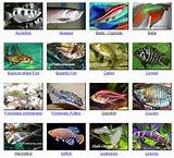 Pictures of Freshwater Aquarium Equipment List