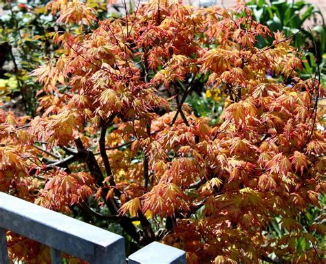 We did not find results for: Sträucher für den Steingarten | Garten Wissen