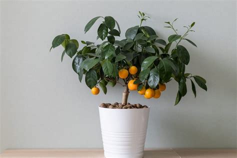 13 Indoor Fruit Trees For 2022 — Dwarf Fruit Trees To Grow Year Round
