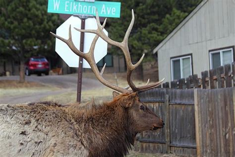 Bull Elk Walking Down W Elkhorn Ave In Estes Park Colorado