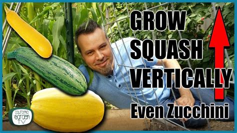 Grow Squash Vertically Even Zucchini Complete Guide Youtube