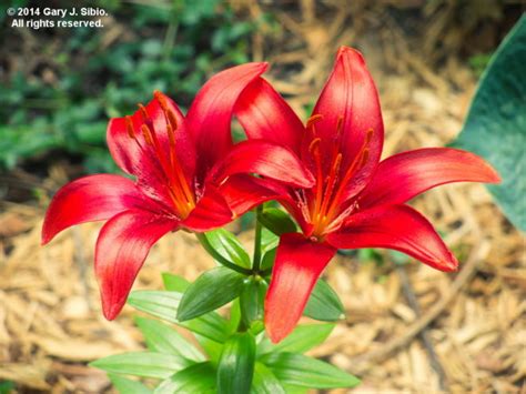 Three Variations On A Photo Of A Red Asiatic Lily Virily