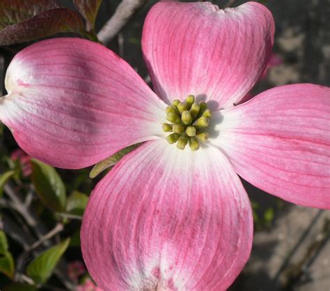 Pink Flowering Dogwood Pink Dogwoods Are Among America