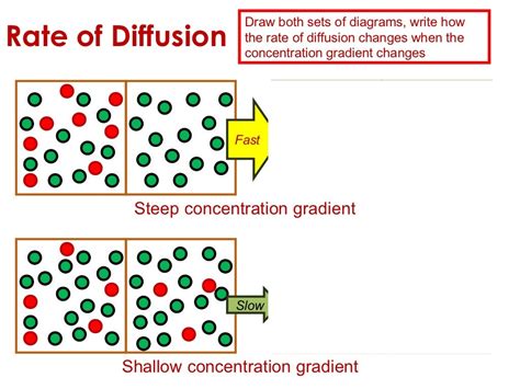 Biological Examples Of Diffusion