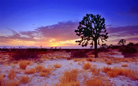 A Joshua Tree At Sunset In The Mojave Desert California Hd Wallpaper
