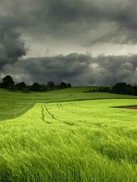 Free Download Storm Clouds Over A Field Of Green Wheat Wallpapers And
