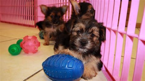 Puppies For Sale Local Breeders Adorable Chorkie Puppies For Sale