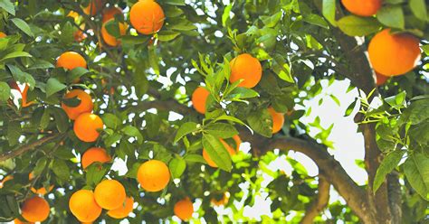 UF team finds possible treatment for citrus greening
