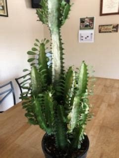 Cacti need nutrients to thrive. Ask a Question forum: African Milk Tree Cactus HELP ...