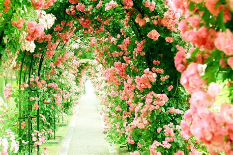 Download Rose Bush Pink Flower Flower Path Nature Rose 4k Ultra Hd