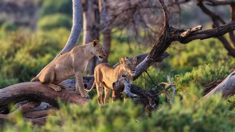 Samburu Safaris - Wildlife Safari