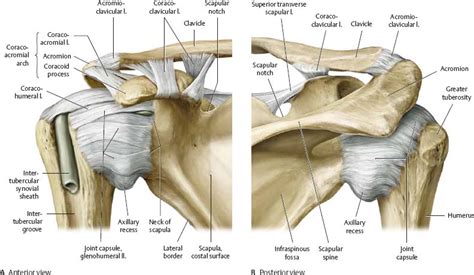 Shoulder And Arm Atlas Of Anatomy