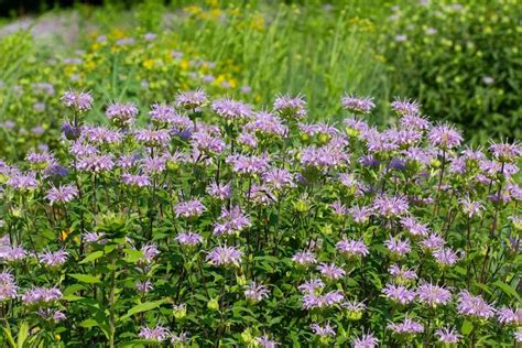 10 Ohio Native Plants For Wet Areas In Your Yard