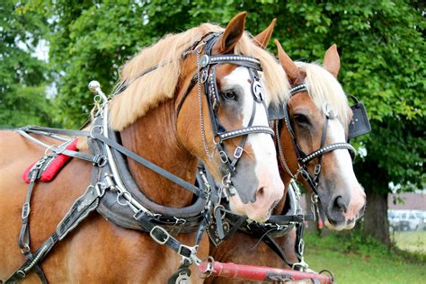 Horses Pulling Cart Free Stock Photo Public Domain Pictures