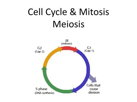 Ppt The Cell Cycle Mitosis And Meiosis Powerpoint Presentation Free Hot Sex Picture