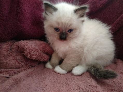 See more of boston cats kittens & kitties for adoption on facebook. Ragdoll Cats For Sale | Las Vegas, NV #263079 | Petzlover