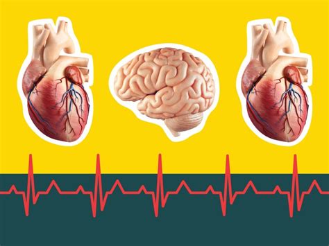 It can come on suddenly or in the wake of other symptoms. الفرق بين السكتة القلبية والجلطة الدماغية | المرسال