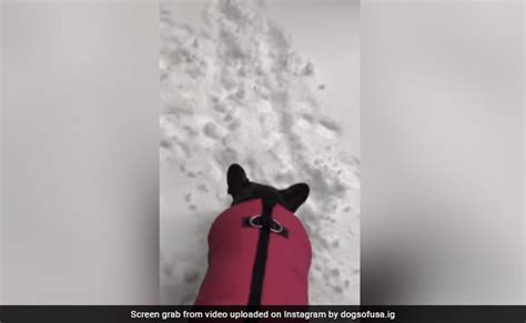 Viral Video Pet Dog Wants To Go Out But Turns Back After Spotting Snow