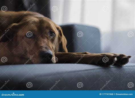 A Dog Relaxing On The Sofa In The Living Room Stock Photo Image Of