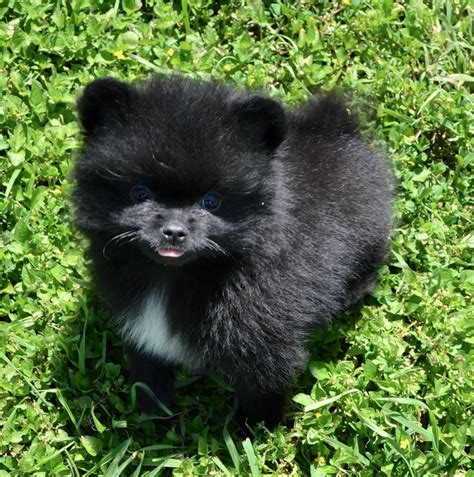 Black Pomeranians | Dee Dee's Pomeranians