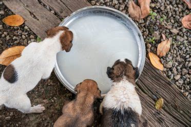 How often will most newborns want to eat? How Much/Often/Long to Feed a Newborn Puppy? - Animalso