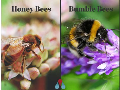 Types Of Bees Bumblebees Vs Honeybees