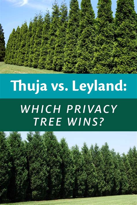 Thuja Green Giants And Leyland Cypress Are Two Of The Most Popular