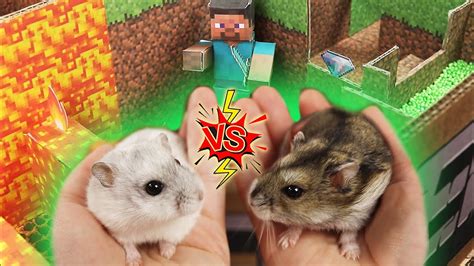 Hamsters Escape Minecraft Maze With Traps Challenge Who Is The Winner