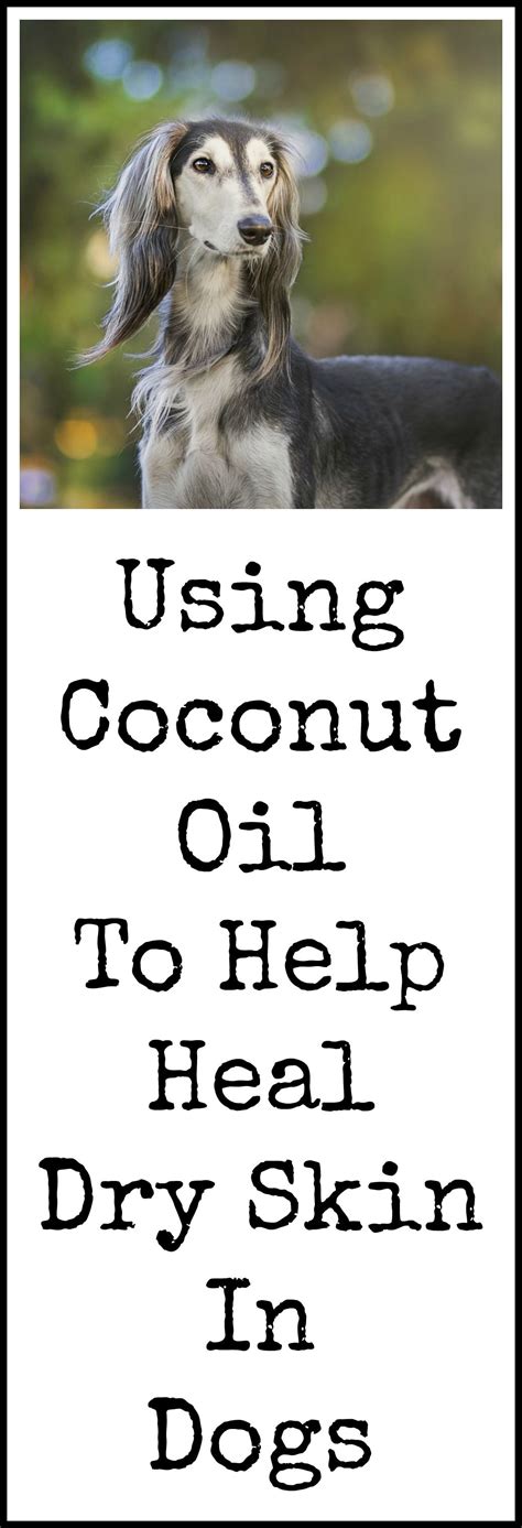 Coconut Oil For Dogs With Dry Skin Paws Right Here Dog Dry Skin