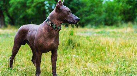 Xoloitzcuintli Mexican Hairless Dog Breed Health And Care Petmd