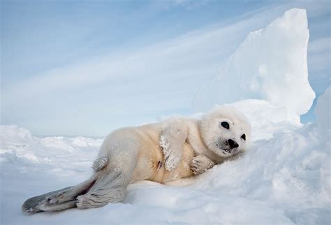 Harp Seal Pup Taking It Easy Smithsonian Photo Contest Smithsonian