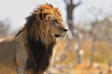 Beautiful Lion Wild Male Animal Portrait Stock Photo