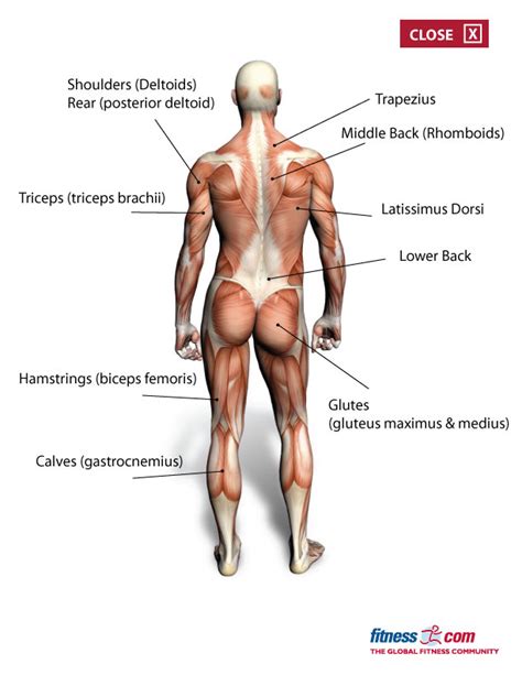 You want to train each of these muscle groups at least once every 5 muscle group #2: The Plank - Fitness.com