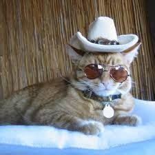 Download 46 royalty free cat cowboy hat vector images. 25 Best Cats in Cowboy Hats images | Cats, Cowboy hats ...