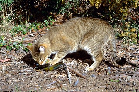 Australia Is Killing Millions Of Feral Cats With Poison Sausage