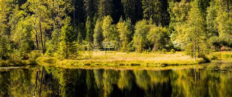 Download Wallpaper 2560x1080 Forest Trees Shore River Reflection